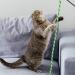Simarro Interactive Cat Stick Toys - 3PC Colorful Bite-Proof Rope Wands for Kitten Training & Exercise | Teasing & Playful Fun - Buy Online on GoSupps.com