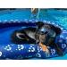 Buy Ginkago Inflatable Dinghy Dog Boat - Pet Air Mattress for Swimming Pool & Beach - Blue - Buy Online on GoSupps.com