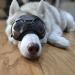 Ownpets Anti-UV Dog Glasses | Adjustable Sunglasses for Medium & Large Dogs | Windproof Design | Black Frame with Silver Lens - Buy Online on GoSupps.com
