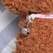 Balacoo Pet Bells 10pcs Cat Dog Bells Pet Collar Accessories Pet Training Bells for Kitten Collars Puppy Collars Silver - Buy Online on GoSupps.com