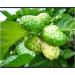  Medicinal Herbal Pills 100% Natural NONI Pills/ 4oz / 113g - Buy Online on GoSupps.com