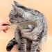 Metal Dog Combs for Grooming 2PCS Metal Stainless Steel Dog Grooming Comb Cat Comb Silver Pet Comb Suitable for Dog Cat Pet Fur Detangling - Buy Online on GoSupps.com