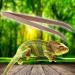Eco-Friendly 28 cm Angled Reptile Feeding Tongs - Bamboo | Shop Internationally - Buy Online on GoSupps.com