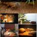 PINVNBY Reptile Carpet Natural Coconut Fiber Lizard Mat Pet Terrarium Liner Snake Bedding for Chamelon Turtle Bearded Dragon Iguana 2PCS - Buy Online on GoSupps.com