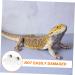 Toddmomy 1 Set Magnetic Water Feeder Gecko Feeding Ledge Spider Water Feeder Gecko Food Cups Magnetic Reptile Feeding Cup Water Basin for Spiders Snake Feeding Water Bowl Reptile Bowls - Buy Online on GoSupps.com