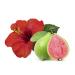 All-Natural Shampoo & Conditioner Bars - Hawaiian Hibiscus | SLS Free Safe for Color-Treated Hair | Eco-Friendly International Shipping - Buy Online on GoSupps.com