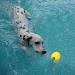 Durable Dog Toys - Flee Durafoam Ball with Rope for Small & Large Dogs | Water Swimmer Toy | International Shipping - Buy Online on GoSupps.com