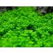 Kyushu Garden Plant Seeds Small Bacopa Monnieri Seeds Fish Tank Decorations Hydroponic Growing Plant Seeds(Small Leaf) 10G