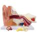Axis Scientific Human Ear Model - 5X Enlarged 4D Anatomy Model with 3 Parts - Includes Base and Detailed Manual - Buy Online on GoSupps.com