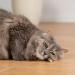KaraLuna 8x Catnip Sticks - Natural Dental Treat & Cat Toy with Matatabi Silvervine - Buy Online on GoSupps.com