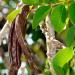 Johannisbrotkernmehl 500g | Natural Vegan Carob Bean Powder - Clean Bright & Strengthening - Buy Online on GoSupps.com