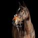 HORZE Prescott Figure 8 Bridle - Brown, Horse Size - Buy Online on GoSupps.com