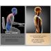 Adjustable Lumbar Support Back Extensor - 3-Step Spine Cracker Board with Massage Tab for Lower Back Pain Relief - Buy Online on GoSupps.com