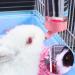 BREUAILY 3Pcs Animal Drinking Bottle 500ml Plastic Guinea Pig Water Bottle Non Drip Hanging Hamster Automatic Water Feeder for Rabbit Guinea Pig Gerbil Chinchillas (Random Color) - Buy Online on GoSupps.com