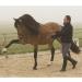 Ireland Rambo Micklem Competition Bridle - Black for Small Horse | International Shipping Available - Buy Online on GoSupps.com