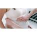 Falling in Art 1lb Plaster of Paris Powder - Ideal for Crafts, Sculpture, Diorama, and Home Decor - Buy Online on GoSupps.com