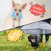 Pet Umbrella Leash for Small Dogs - Adjustable, Rainproof, and Snowproof - Buy Online on GoSupps.com