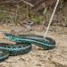 Youding Snake Tongs Professional Snake Pole | Snake Trap Maintain A Safer Distance Reptiles Catching Tool Length 6.30-26.78in for Catching Playing Snakes - Buy Online on GoSupps.com