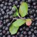 Aronia Juice Powder | Antioxidant Superfood | Non-GMO Gluten Free Raw & Water Soluble | Rich in Vitamins A C E Calcium & Iron - Buy Online on GoSupps.com