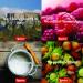 LOACKER Gran Pasticceria Tortina White 3 x 21g - Buy Online on GoSupps.com