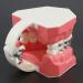 Buy 1:1 Orthodontic Model - Standard Typodont Teeth Model M7010-2 for Dental Teaching & Study | Archwire Ligature Ties Metal Brackets & Buccal Tubes - Buy Online on GoSupps.com