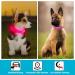 KOSKILL LED Dog Collar - Waterproof & Bright Adjustable USB Lighted Collar for Small Dogs (Pink Size S) - Safe & Stylish Pet Accessory - Buy Online on GoSupps.com