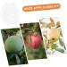 SUPVOX Vegetable Growing Shaped Growth Fruit Transparent Melon Growth Clear Shaping Shaper Maitreya Vegetable - Buy Online on GoSupps.com