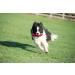 Company of Animals Canvas Training Dummy - Medium Size | Retrieval & Gundog Training Equipment | Floats & Highly Visible | Long Distance Throwing | Suitable for Puppies | Old Model - Buy Online on GoSupps.com