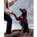 Joytale Reflective Dog Harness for Medium-Sized Dogs - Soft Padded Adjustable Breathable with Control Handle - Bright Pink (1 Pack) - Buy Online on GoSupps.com