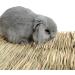 REFURBISHHOUSEÂ Rabbit Mat Grass Mats For Rabbits Safe & Edible Rabbit Mats For Cages Bunny Chew Toys For Rabbits - Buy Online on GoSupps.com