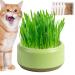 Firulab Cat Grass Growing Kit Cat Grass Bowl Planter Tray Catnip and Bowl Cat Grass Kit with Seeds DIY Soil Free Kitten Grass Growing Kit for Cat Snacks Green