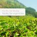 Buy Organic Pai Mu Tan White Tea - High-Quality Aromatic Tea from China 200g Pack of 2 - International Shipping Available - Buy Online on GoSupps.com