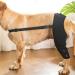 WOBBLO Support for Dog Knee Brace for Rear Leg | Pet Leg Wounds Protector Hip Joint Support Protects Wounds for Small and Medium Dogs - Buy Online on GoSupps.com