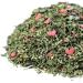 Together Forever Mint Tea- 50g Loose Leaf Herbal Tea - Buy Online on GoSupps.com