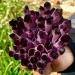 Room Decoration Natural Amethyst Violet Ghost Phantom Quartz Crystal Cluster Specimen Pray Home Decor degaussing (Size : 610-700g) - Buy Online on GoSupps.com