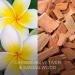 Botanica by AirWick VETIVER & SANDALWOOD Wax Candle - 40Hrs Burn Time (1ct) - Buy Online on GoSupps.com