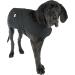 Buy Carhartt Men's Firm Duck Insulated Dog Chore Coat - Large Black | Durable & Warm Pet Gear for Cold Weather - Buy Online on GoSupps.com