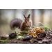 AgnesGP Hazelnuts In Shells for Wild Birds and Squirrels (5Kg Sack Included) - Nutrient-Rich Snack for Your Backyard Friends - Buy Online on GoSupps.com