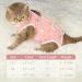 ANWA 2 Pack Cat Recovery Suit - Breathable Cat Surgery Recovery Suit Female Cat Onesie for Cats After Surgery Cat Spay Recovery Suit Female Abdominal Wounds M Alpaca + Kitten - Buy Online on GoSupps.com
