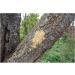 JR Farm Garden Bark Butter Nut 2kg - Premium Quality for Happy Pets | International Shipping Available - Buy Online on GoSupps.com