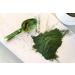 Organic Chlorella Powder 1lb - Non-GMO, Kosher, Vegan Superfood with Broken Cell Wall - Rich in Vitamins & Minerals - Great for Drinks - Bulk Pure Green Protein - Buy Online on GoSupps.com