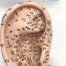 16cm Human Ear Acupuncture Point Model Meridian and Ear Model - Clear Handwriting Environmentally Friendly and Durable - for Ear Acupuncture Point Study Teaching - Buy Online on GoSupps.com