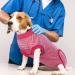 Recreational Dog Suit - Medical Protective Shirt for Small Medium & Large Dogs | Anti-Lick Wound Protection - Red Striped - Buy Online on GoSupps.com