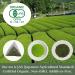 Matcha Infused Green Tea Bags 10 packs/40 g Biodegradable Filter Japanese Teabags YAMAEI - Buy Online on GoSupps.com