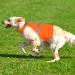 Warning vest dog with reflective elements for outdoor activities day and night adjustable safety vest for dogs for dogs visible more safety in the dark