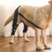 WOBBLO Support for Dog Knee Brace for Rear Leg | Pet Leg Wounds Protector Hip Joint Support Protects Wounds for Small and Medium Dogs - Buy Online on GoSupps.com