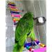 JJ Store Wooden 80cm Parrot Ladder Bridge with Hooks - Pet Bird Toy - Buy Online on GoSupps.com