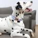 Unique Style Paws Adjustable Dog Collar & Leashes for Small Medium & Large Pets | Durable & Fashionable Dog Accessories - Buy Online on GoSupps.com