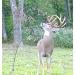 HODAG Licking Stick System - Year-Round Deer Interaction (Complete System) - Blendin Tan - Buy Online on GoSupps.com