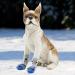 Petloft Anti-Slip Dog Socks - Slide-Resistant Indoor Socks for Small to Medium Dogs & Cats | Adjustable Fastening Tape - 4XL Gray Paw - Buy Online on GoSupps.com